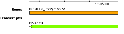 Rchinensis_RchiOBHm_Chr2g0105651.png