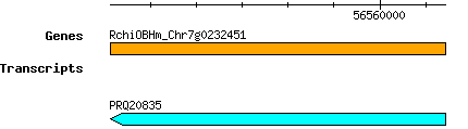 Rchinensis_RchiOBHm_Chr7g0232451.png