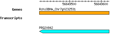 Rchinensis_RchiOBHm_Chr7g0232531.png