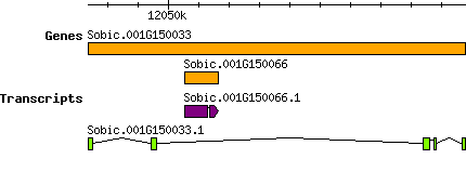 Sbicolor_Sobic.001G150033.png