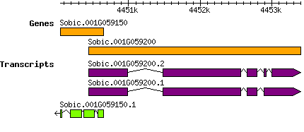 Sbicolor_Sobic.001G059150.png