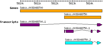 Sbicolor_Sobic.003G068750.png