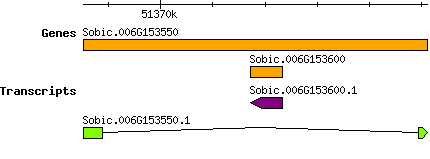 Sbicolor_Sobic.006G153550.png