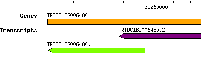 Tdicoccoides_TRIDC1BG006480.png