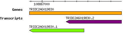 Tdicoccoides_TRIDC2AG019830.png