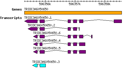 Tdicoccoides_TRIDC3AG050650.png