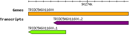 Tdicoccoides_TRIDC5AG011600.png