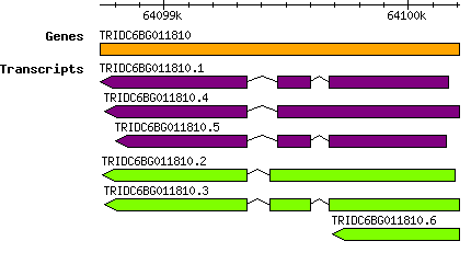Tdicoccoides_TRIDC6BG011810.png