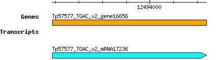 Tpratense_Tp57577_TGAC_v2_gene16656.png