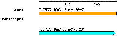 Tpratense_Tp57577_TGAC_v2_gene36065.png