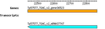 Tpratense_Tp57577_TGAC_v2_gene36523.png