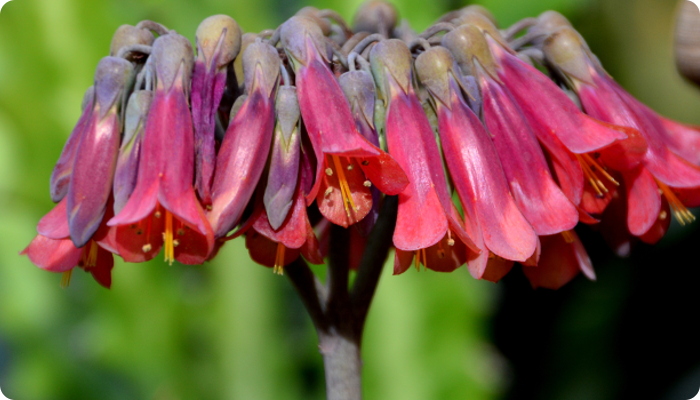 Kalanchoe laxiflora.jpg