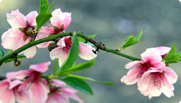 Prunus persica.jpg