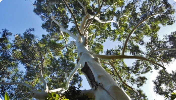 Eucalyptus grandis.jpg