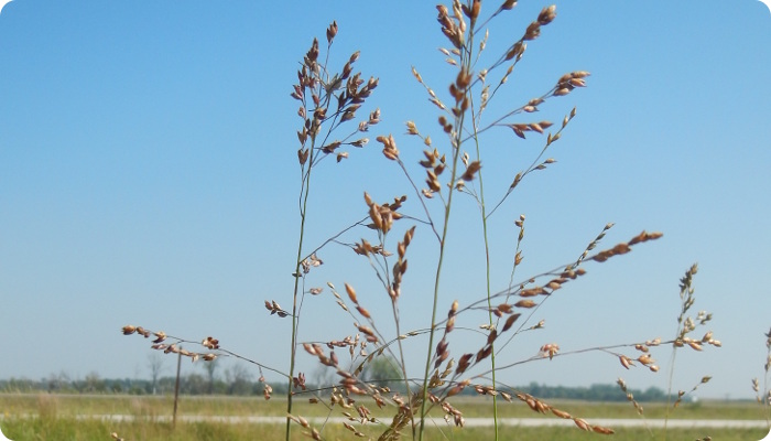 Panicum hallii.jpg