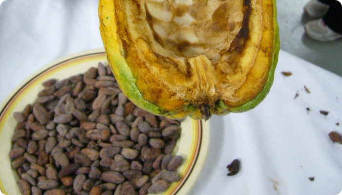 Theobroma cacao.jpg