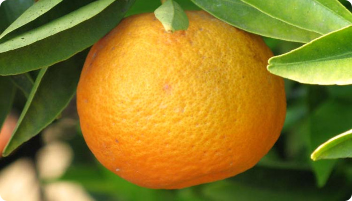 Citrus clementina.jpg