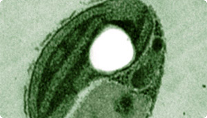 Ostreococcus lucimarinus.jpg