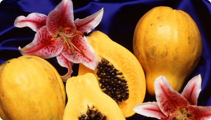 Carica papaya.jpg