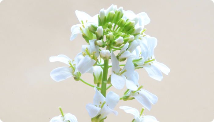 Arabidopsis halleri.jpg