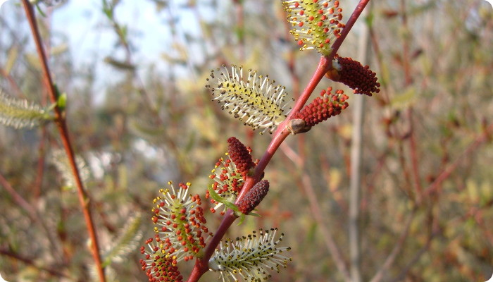 Salix purpurea.jpg