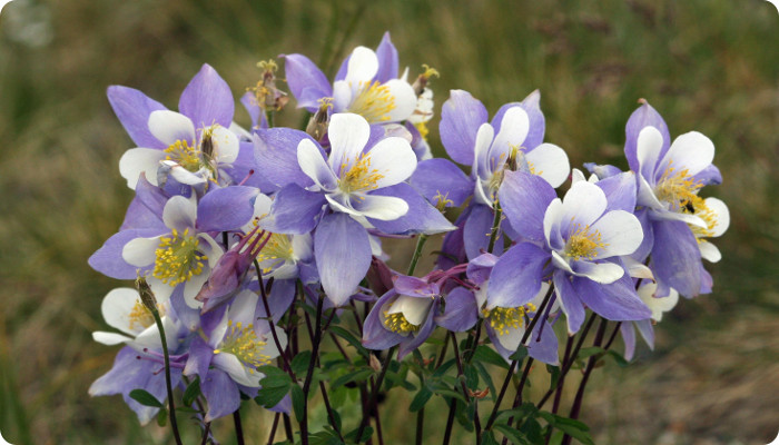 Aquilegia coerulea.jpg