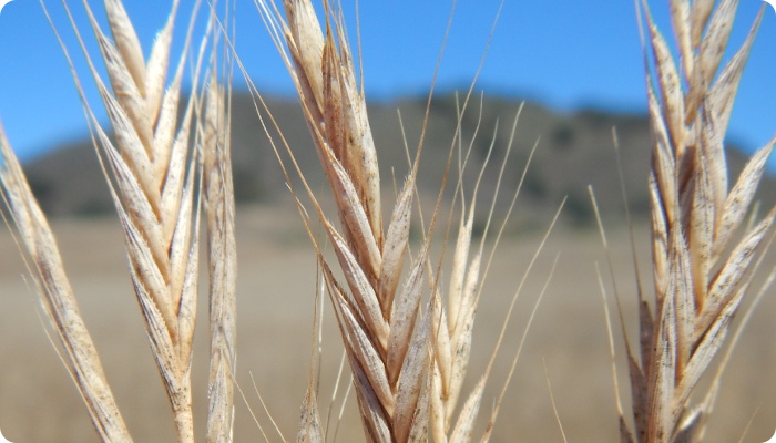 Brachypodium distachyon.jpg