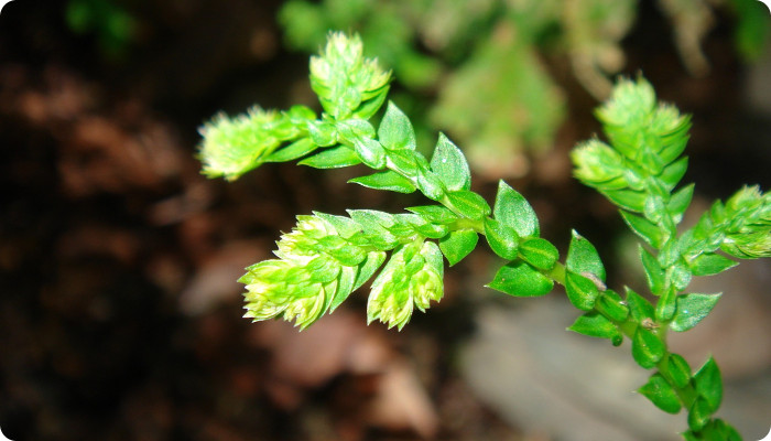 Selaginella moellendorffii.jpg