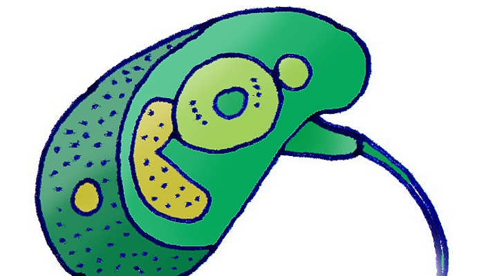 Micromonas pusilla CCMP1545.jpg