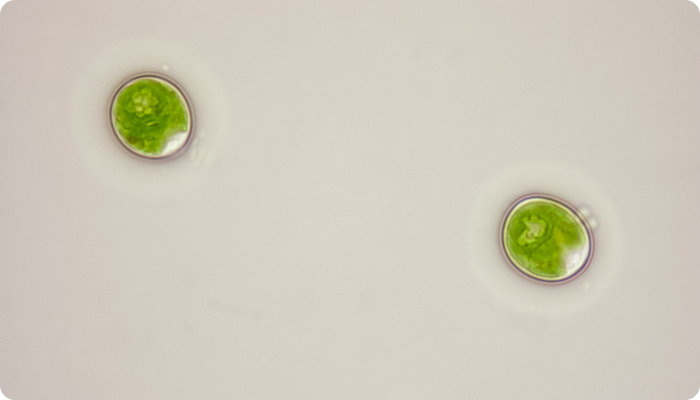 Chlamydomonas reinhardtii.jpg