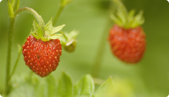Fragaria vesca.jpg